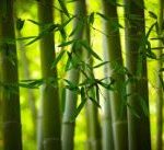 Bamboo Blade